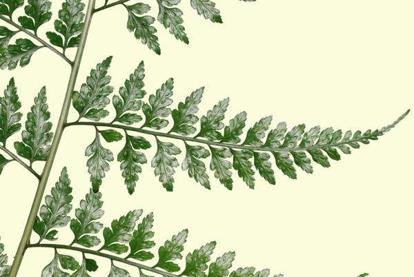 Pinnae from above