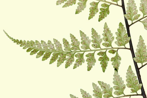 Pinnae from below