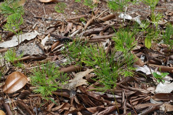 Habit