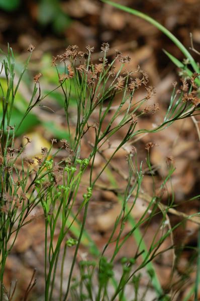 Habit