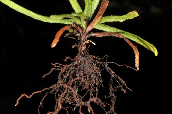 Rhizome