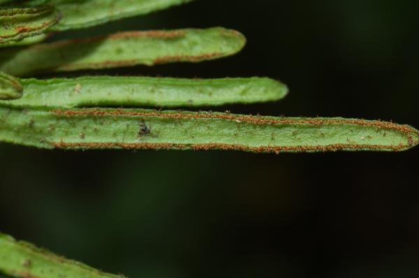 Frond undersurface with linear sori
