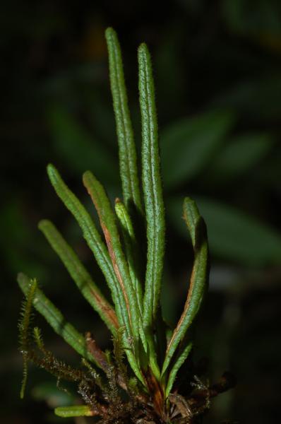 Habit