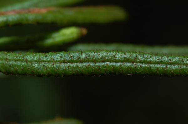 Upper frond surface