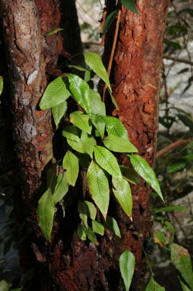 Habit