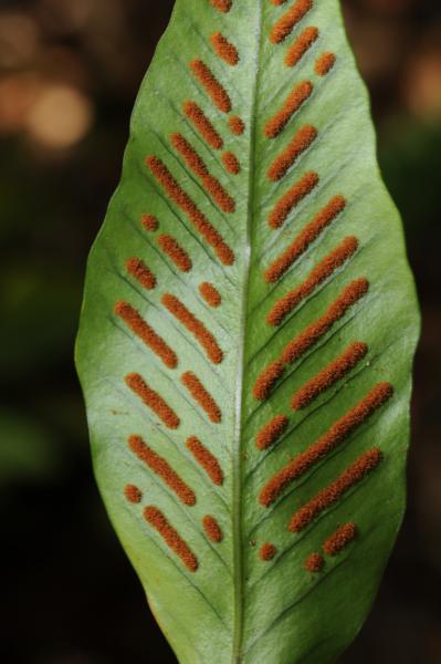 Lower surface of frond with linear sori