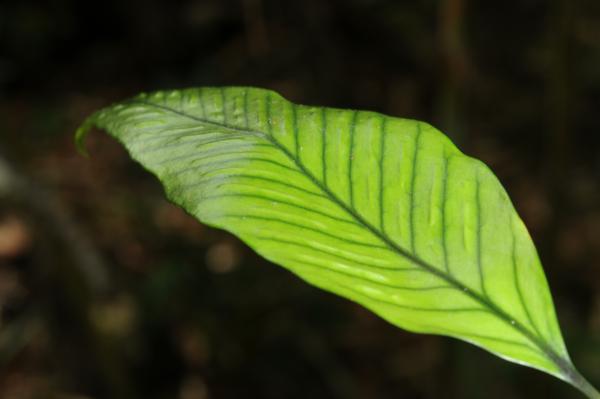 Upper surface of lamina