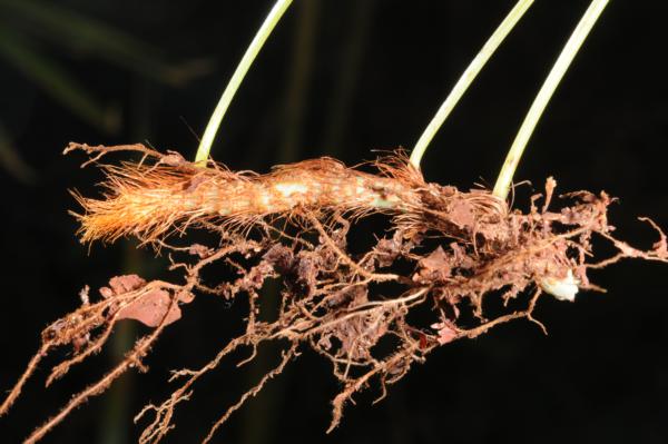 Rhizome