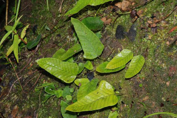 Habit