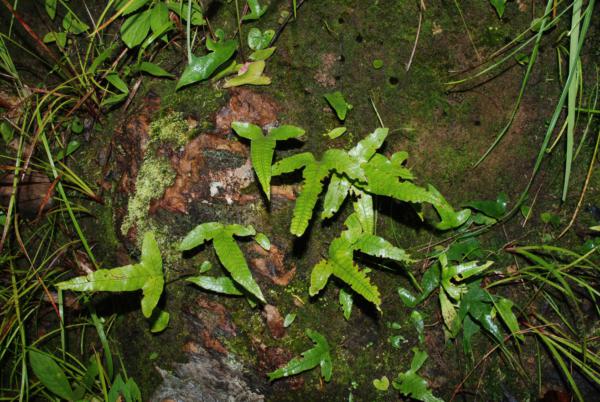 Habit