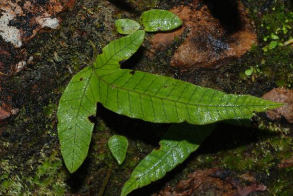 Habit