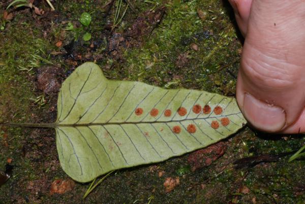 Lower surface of frond