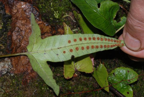 Lower surface of frond