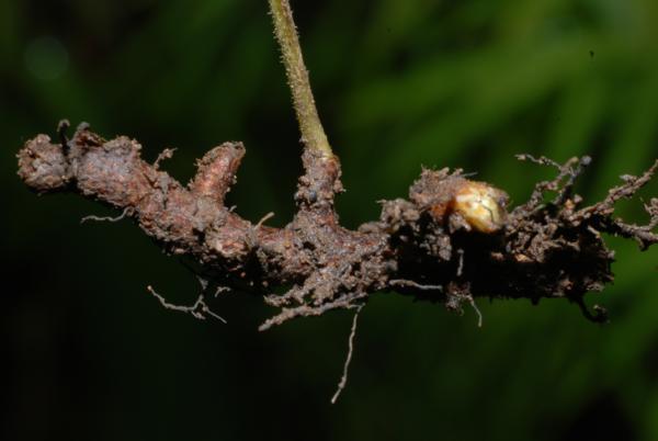 Rhizome