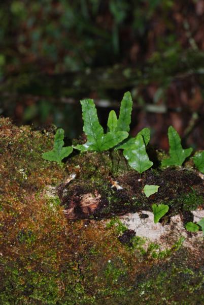 Habit