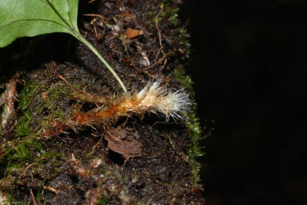 Rhizome