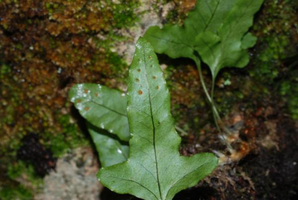 Lower surface of frond