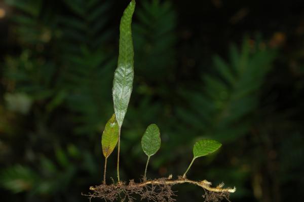 Whole plant with shorter sterile and longer fertile fronds