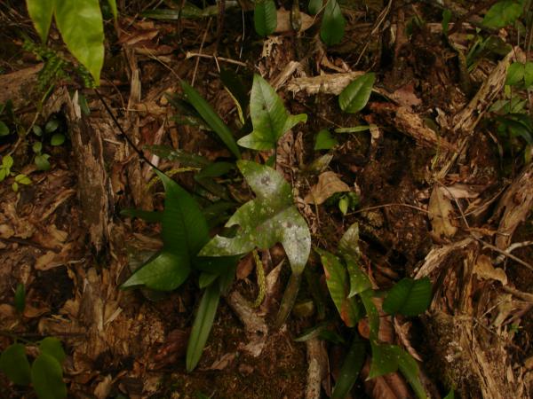 Habit