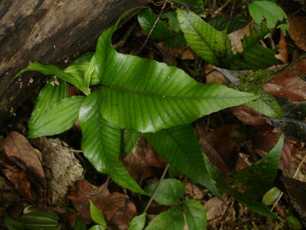 Upper surface of sterile frond