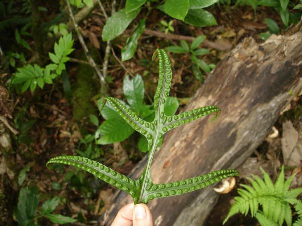 Upper surface of fertile frond