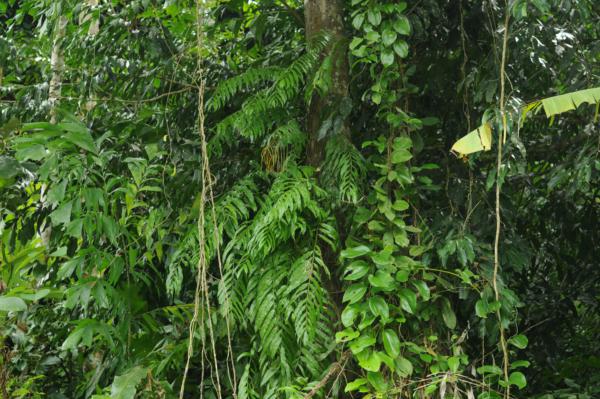 Habit, climbing up tree
