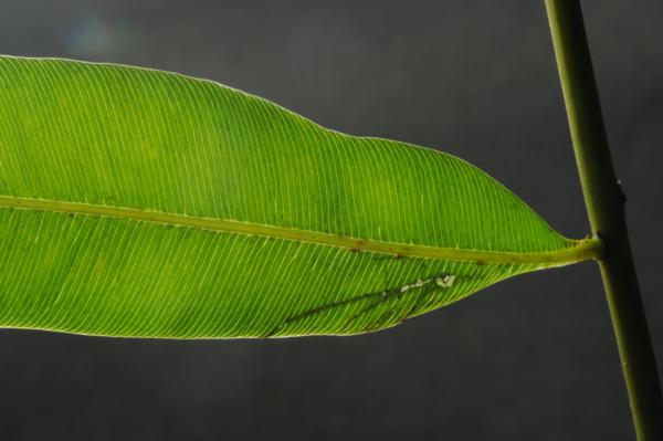 Base of sterile pinna and rachis
