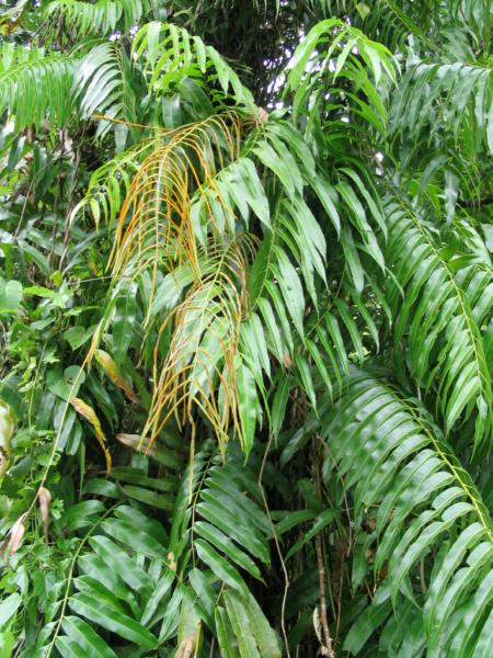 Habit