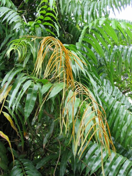 Habit