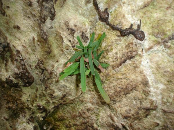 Habit