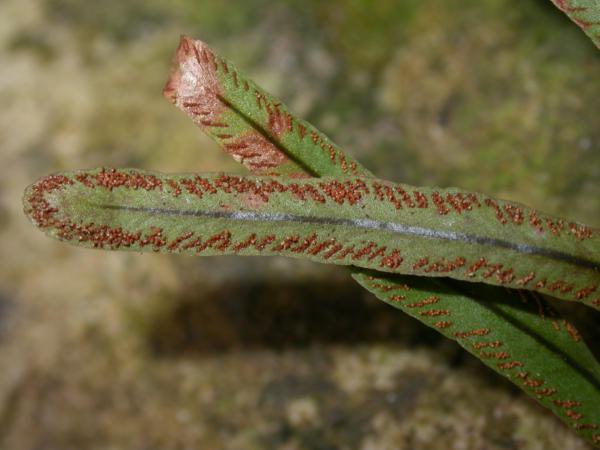 Lower surface of lamina with sori