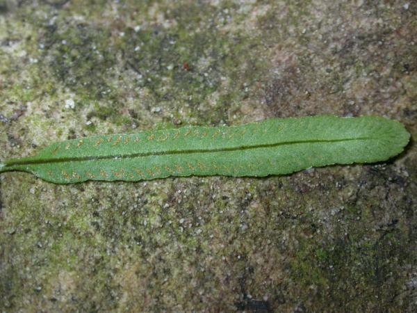 Upper surface of lamina