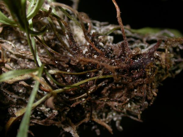 Rhizome