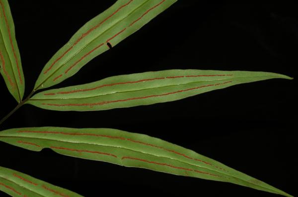 Pinnae from beneath