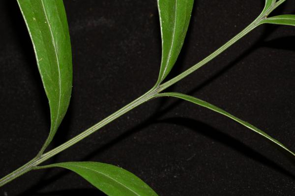 Upper surface of rachis