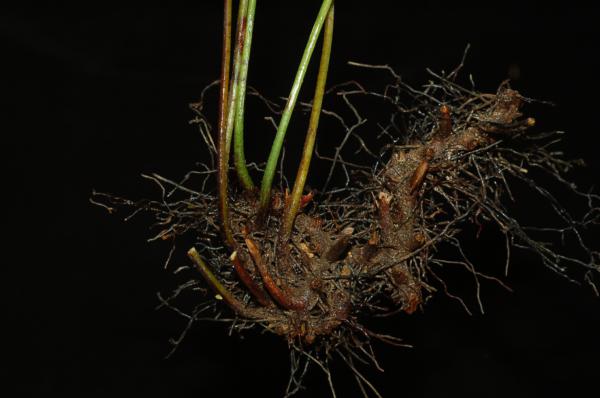 Rhizome