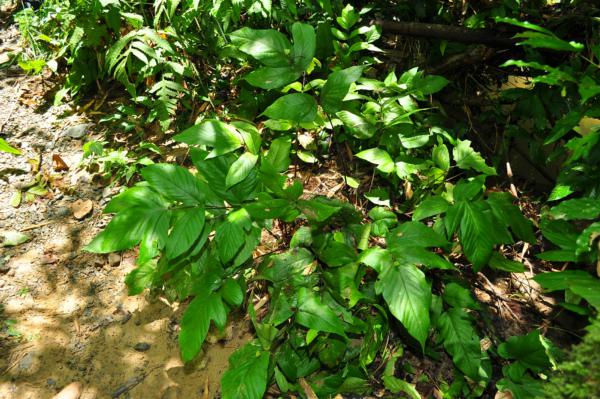Habit