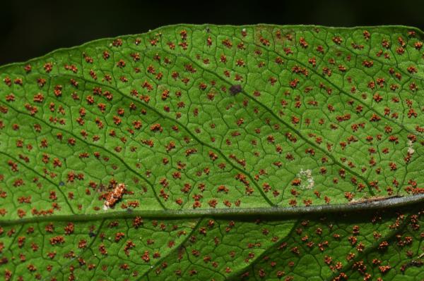 Lower surface of lamina with sori