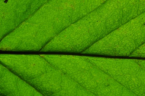 Venation
