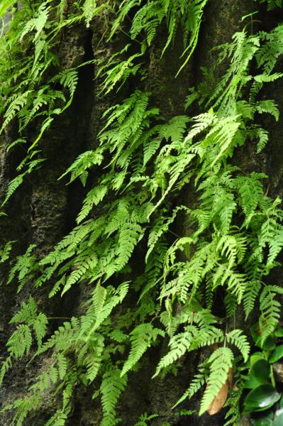 Habit
