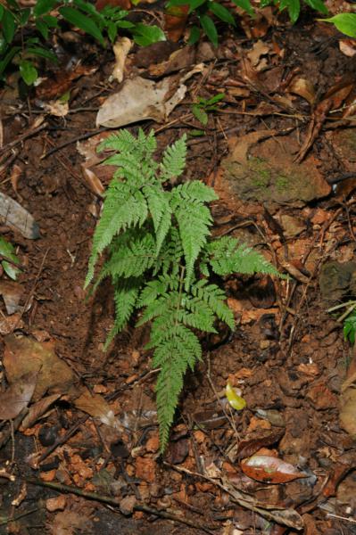 Habit