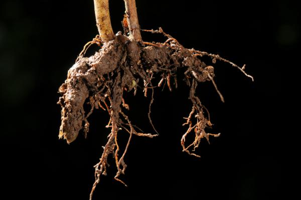 Rhizome