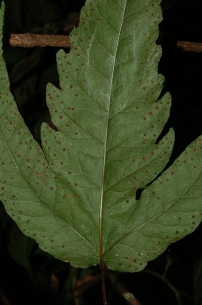 Lower surface of lamina