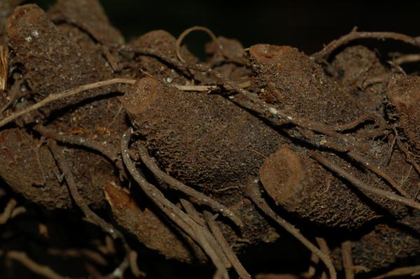 Rhizome