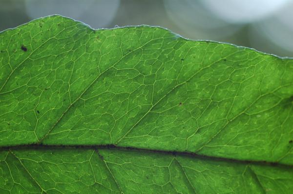 Venation