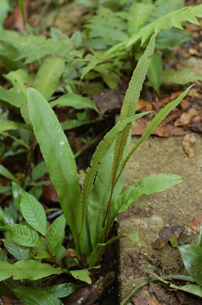 Habit