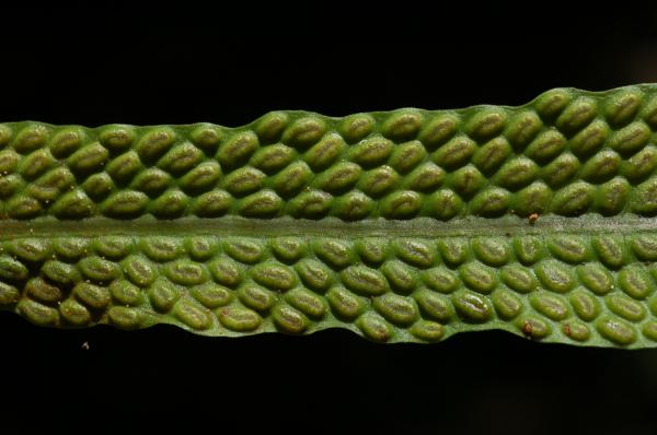 Upper surface of fertile frond