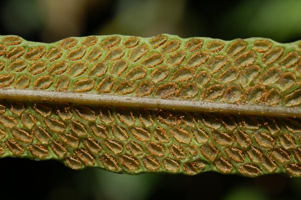 Lower surface of fertile frond