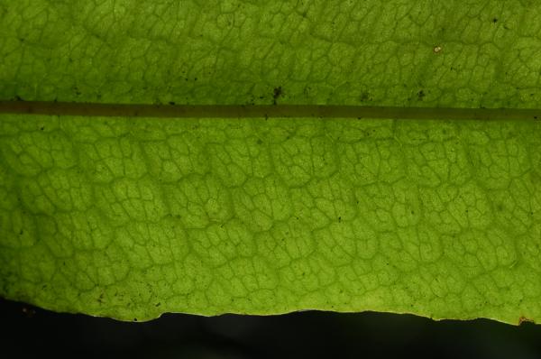 Venation in sterile frond