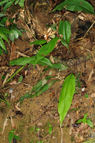 Habit